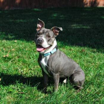 Ramses -  Pit Bull Terrier Dog for Adoption in Columbia, Missouri - Ramses | PetCurious