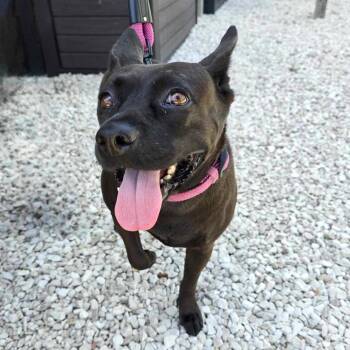 Terrier Dogs Available for Adoption - Nala | PetCurious