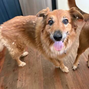 Charley -  Golden Retriever and Cattle Dog Dog for Adoption in Austin, Texas - Charley | PetCurious