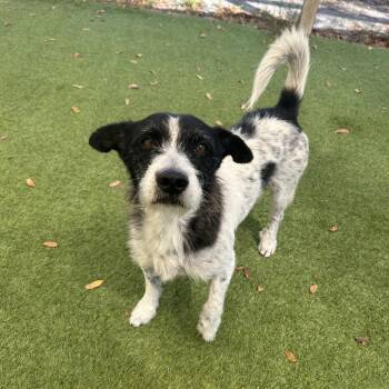 Schnauzer Dogs Available for Adoption in Loxahatchee Groves, Florida - Oreo 3654 | PetCurious