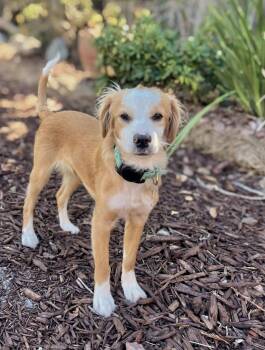 Atlas -  Cavalier King Charles Spaniel and Beagle Dog for Adoption in Palo Alto, California - Atlas | PetCurious