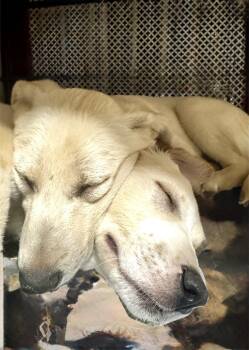 Rescue Yellow Labrador Retriever Dogs for Adoption in Newton, New Jersey - The Lion Puppies | PetCurious