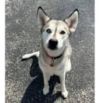 Rescue Siberian Husky Dogs for Adoption in Lemont, Illinois - Izzy | PetCurious