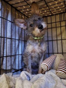 Newt -  Terrier and Chihuahua Dog for Adoption in Bothell, Washington - Newt | PetCurious