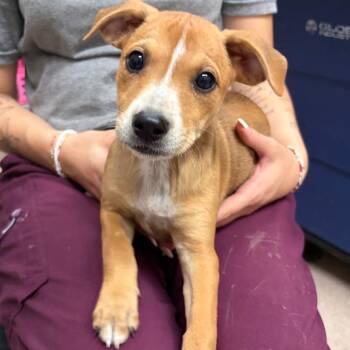 Honey -  Mixed Breed Dog for Adoption in Ardmore, Oklahoma - Honey | PetCurious