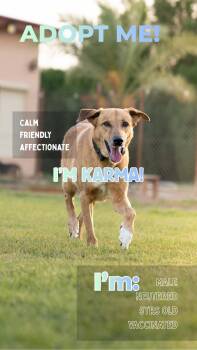 KARMA -  Canaan Dog Dog for Adoption in New York, New York - KARMA | PetCurious