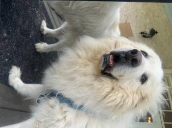 Great Pyrenees Dogs Available for Adoption in Quinlan, Texas - Cora ATX | PetCurious