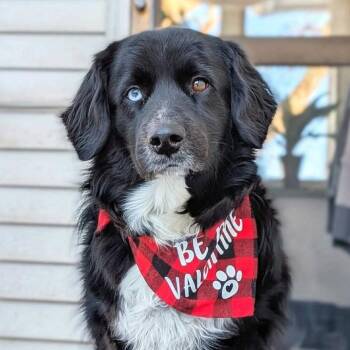 Mixed Breed Dogs Available for Adoption in Wayne, New Jersey - Pastrami On Rye | PetCurious