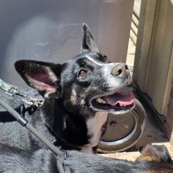 Ari -  Mixed Breed Dog for Adoption in Huntington, West Virginia - Ari | PetCurious