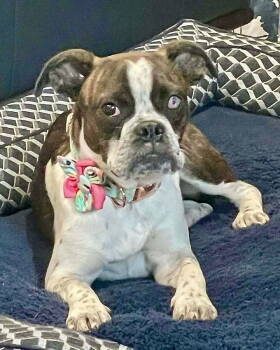 Rescue Boxer and Boston Terrier Dogs for Adoption in Monticello, New York - Josephia | PetCurious