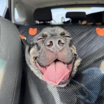 Savannah Sour -  Mixed Breed Dog for Adoption in Savannah, Georgia - Savannah Sour | PetCurious