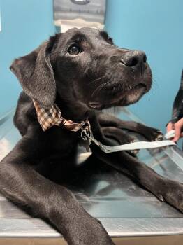 Golden Retriever and Pit Bull Terrier Dogs Available for Adoption - Paddy | PetCurious