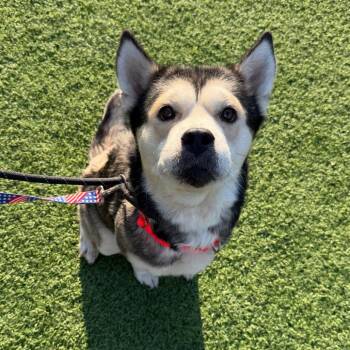 Husky Dogs Available for Adoption - Sukie | PetCurious