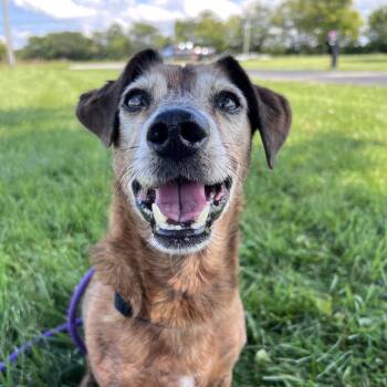 Tinker -  Dachshund Dog for Adoption in West Jefferson, Ohio - Tinker | PetCurious