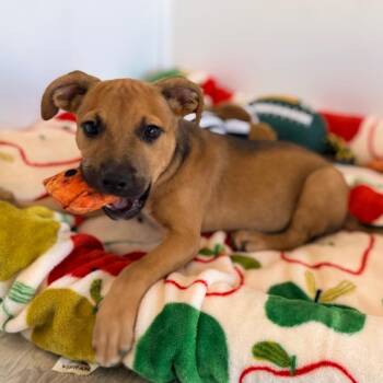 Rico -  English Bulldog and Mixed Breed Dog for Adoption in Green Bay, Wisconsin - Rico | PetCurious