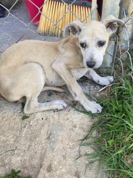 Labrador Retriever Dogs Available for Adoption in Swainsboro, Georgia - Margo | PetCurious