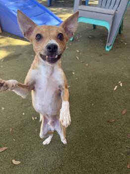 Walker -  Rat Terrier Dog for Adoption in Orlando, Florida - Walker | PetCurious