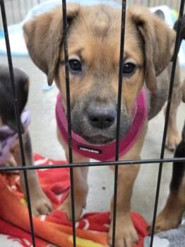 Autumn -  Mixed Breed Dog for Adoption in Hobart, Indiana - Autumn | PetCurious