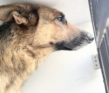 German Shepherd Dog Dogs Available for Adoption in Houston, Texas - A654283 | PetCurious