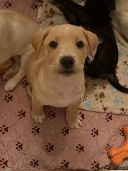 Labrador Retriever and Carolina Dog Dogs Available for Adoption - Koa | PetCurious