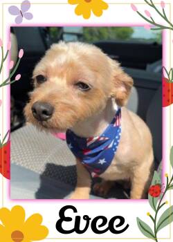 Evee -  Terrier Dog for Adoption in Valley City, North Dakota - Evee | PetCurious