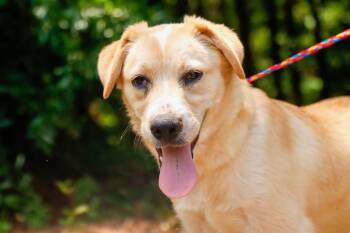 Rescue Labrador Retriever and German Shepherd Dog Dogs for Adoption in Fosters, Alabama - DOODLE MAY | PetCurious