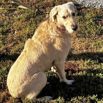 Rescue Yellow Labrador Retriever and Standard Poodle Dogs for Adoption in Warrensburg, Missouri - Marvin | PetCurious