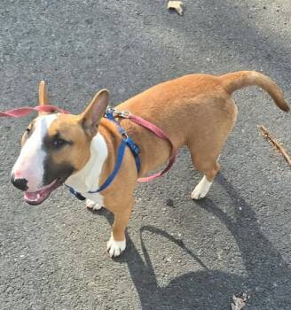 Bull Terrier Dogs Available for Adoption in New York, New York - 26-033 Ellie Mae | PetCurious
