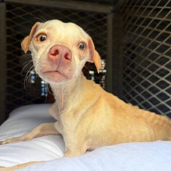 Toby -  Chihuahua and Mixed Breed Dog for Adoption in Edinburg, Texas - Toby | PetCurious