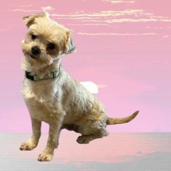 Yorkshire Terrier Dogs Available for Adoption in Cheektowaga, New York - North | PetCurious