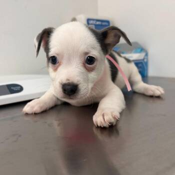 Pit Bull Terrier Dogs Available for Adoption - Juliet | PetCurious