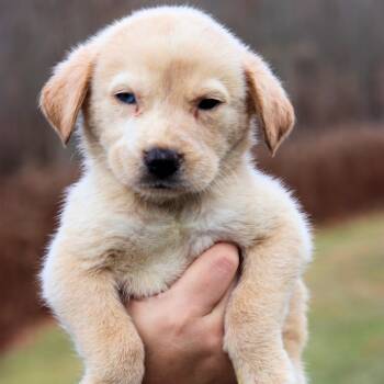 Rescue Labrador Retriever Dogs for Adoption in Eastford, Connecticut - CT Ice Avail Nov 29 | PetCurious