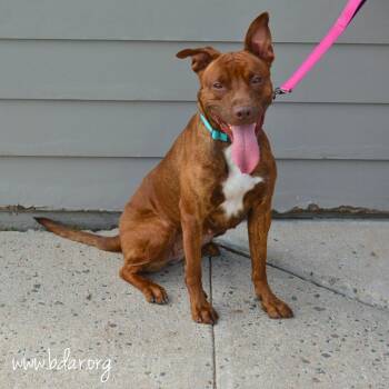 Cherry -  Terrier and Mixed Breed Dog for Adoption in Cheyenne, Wyoming - Cherry | PetCurious