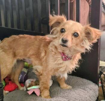 Chihuahua Dogs Available for Adoption - Fuzzy | PetCurious