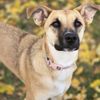 Rescue Mixed Breed Dogs for Adoption in Buffalo, Minnesota - Layla | PetCurious