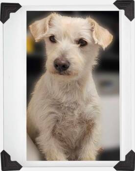 Rescue Terrier Dogs for Adoption - Ethel | PetCurious