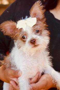 Angeles -  Miniature Schnauzer and Terrier Dog for Adoption in San Diego, California - Angeles | PetCurious