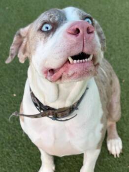 Dozer -  Pit Bull Terrier Dog for Adoption in Deering, New Hampshire - Dozer | PetCurious