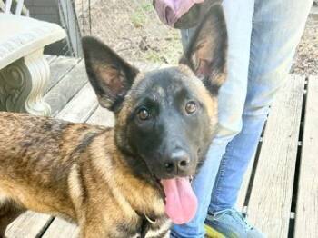Julie -  Mixed Breed Dog for Adoption in Georgetown, Texas - Julie | PetCurious