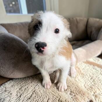 Parson Russell Terrier and Sheepadoodle Dogs Available for Adoption - Macaroni | PetCurious