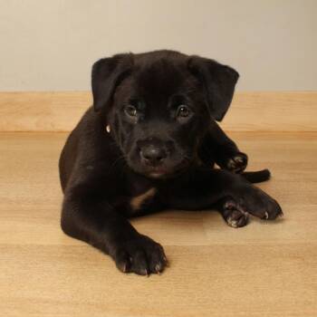 Onyx D71121 -  Pit Bull Terrier Dog for Adoption in Minnetonka, Minnesota - Onyx D71121 | PetCurious