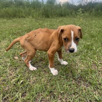 Simon -  Mixed Breed Dog for Adoption in Montgomery, Texas - Simon | PetCurious