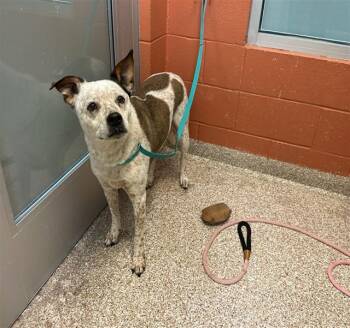 SHAKIRA -  Australian Cattle Dog Blue Heeler and Pit Bull Terrier Dog for Adoption in Pueblo, Colorado - SHAKIRA | PetCurious