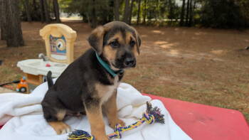 Rescue Labrador Retriever Dogs for Adoption in The Woodlands, Texas - Onyx | PetCurious