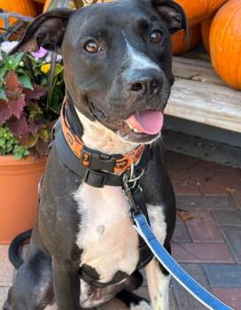 Rescue Staffordshire Bull Terrier and Mixed Breed Dogs for Adoption in Houston, Texas - GOKU | PetCurious
