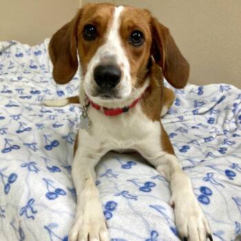 Maisie -  Mixed Breed Dog for Adoption in State College, Pennsylvania - Maisie | PetCurious
