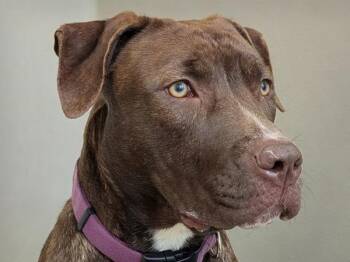 Prancer -  Pit Bull Terrier Dog for Adoption in Portland, Oregon - Prancer | PetCurious