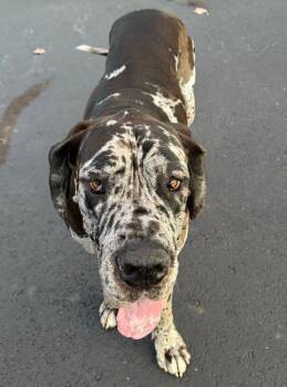 Rescue Great Dane Dogs for Adoption in Larkspur, Colorado - Queen Esther | PetCurious