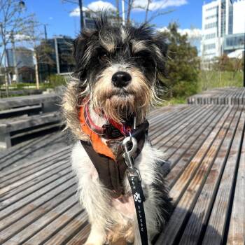 Terrier Dogs Available for Adoption in New York, New York - Faye | PetCurious