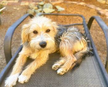 Snickerdoodle -  Wheaten Terrier and Airedale Terrier Dog for Adoption in Tracy, California - Snickerdoodle | PetCurious